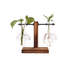 WMDLHydroponic-Plant-Terrarium-Vasevase-Decoration-Home-Glass-Bottle-Hydroponic-Desktop-Decoration-Office-Green-Plant-Small-Potted.jpg