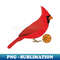 PP-8484_Basketball Cardinal 7247.jpg