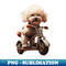 DO-4194_Cute poodle on tricycle 4812.jpg