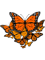 butterfly danaida monarch.png