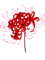 Red Spider Lily.png