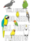 Need All These Parrots.png