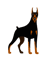 natural ear doberman(5).png