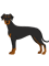 natural ear doberman(11).png