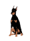 natural ear doberman(12).png