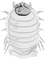 dairy cow isopod(10).png