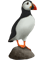 Puffin On Rock Painting.png