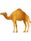 Simple Camel Illustration  .png