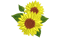 sun flower3,5in.PNG