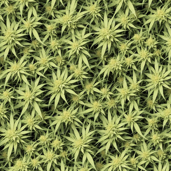 Cannabis Arrangement 45.jpg