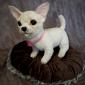 Chihuahua Stuffed Animal Plush Doll 17 CM