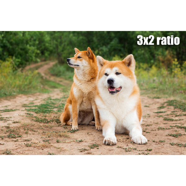 01_akita&shbu3x2.jpg