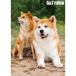 01_akita&shbu5x7.jpg