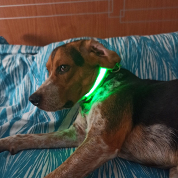 Glow_Collar_07.jpg