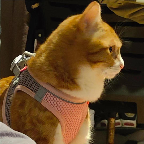 cat_harness_01.jpg