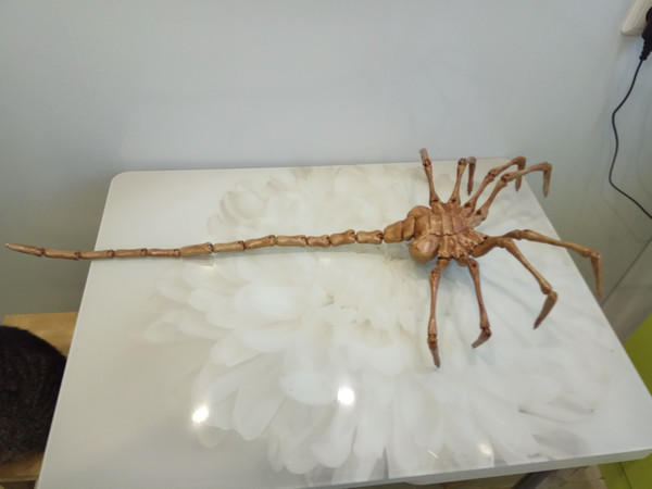 facehugger4.jpg