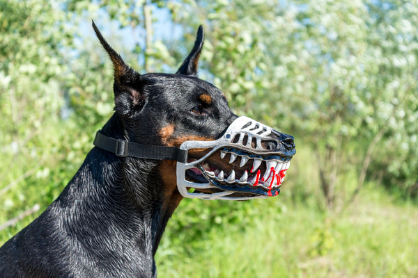 Werewolf dog muzzle I made for Halloween. : r/pics