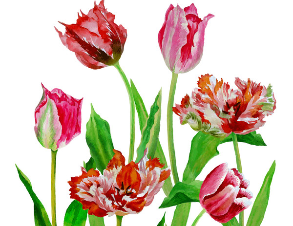 Poster Background with tulips4-031 A4 size_3.jpg