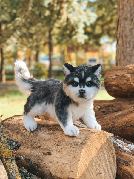 siberian-husky-dog-toy.jpg