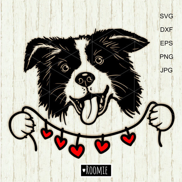 Border-Collie-portrait-with-heart.jpg