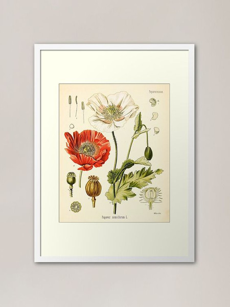 opium poppy poster.jpg