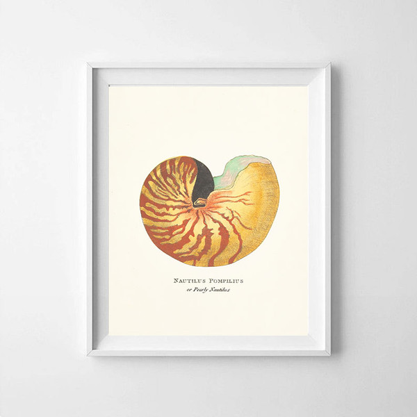 vintage-sea-shell-nautilus-pompilius-poster-prints-color-frame.jpg