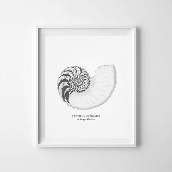 vintage-sea-shell-nautilus-pompilius-poster-prints-bw.jpg