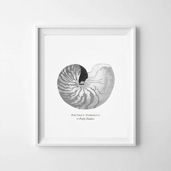 vintage-sea-shell-nautilus-pompilius-poster-prints-color-frame-bw.jpg