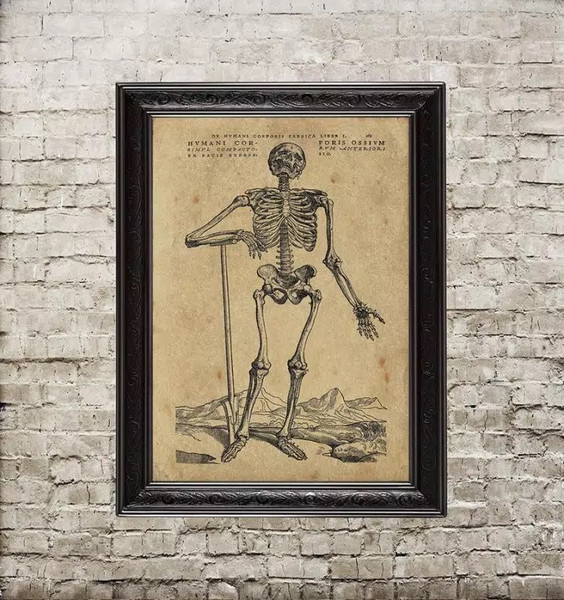 a-skeleton-from-an-old-anatomical-atlas.jpg