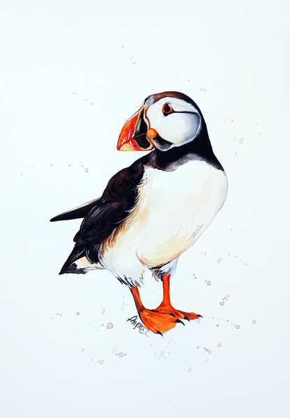 watercolor puffin by Anne Gorywine