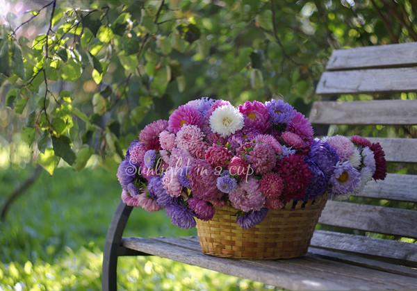 photo of basket full of colorful asters