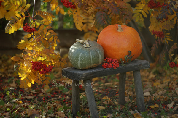 photo of two pumpkins