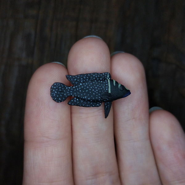 Miniature various Cichlids fish 5 pcs, tiny fish for diorama - Inspire  Uplift