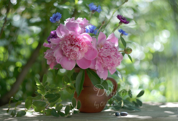 Pink peonies in a clay jug