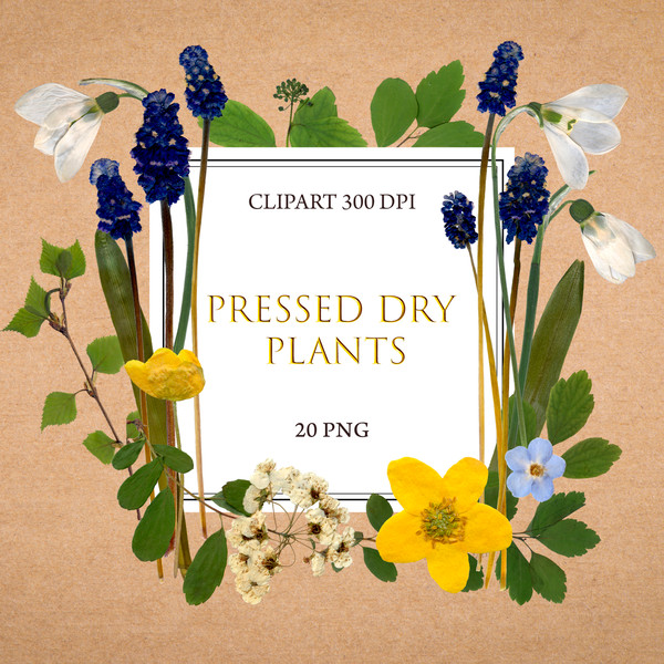 Dry flowers clipart, Pressed flower PNG, Real dried flowers - Inspire Uplift
