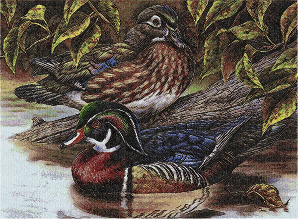 Mandarin_Ducks_Tomin.jpg