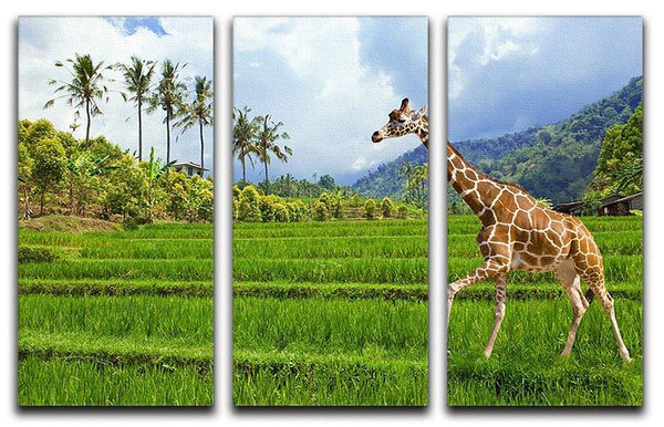 The giraffe goes on a green grass against mountains 3 Split Panel Canvas Print