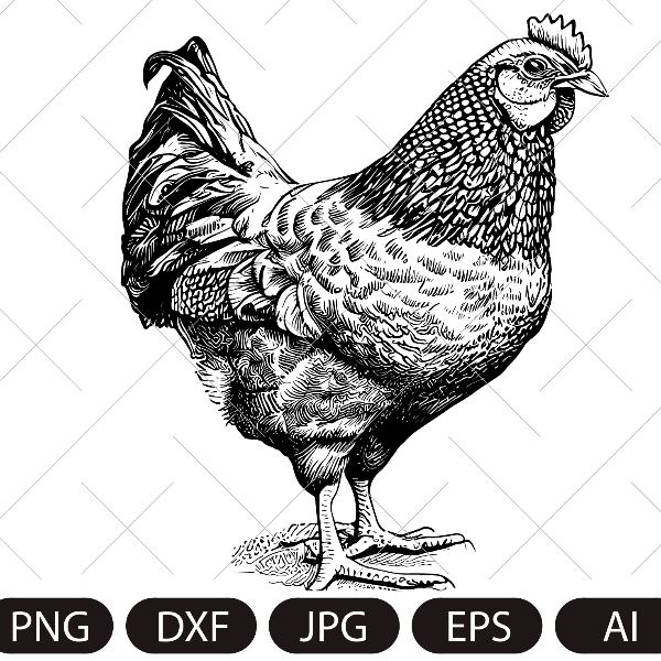 Hen chicken engraved hand drawn sketch.Vector illustration..jpg