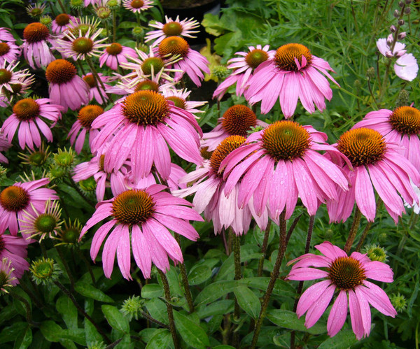 Echinacea617.jpg