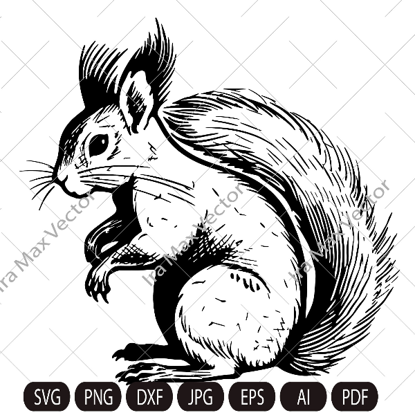 Squirrel SVG, Squirrel comic, Squirrel png,Squirrel vector, Squirrel detailed