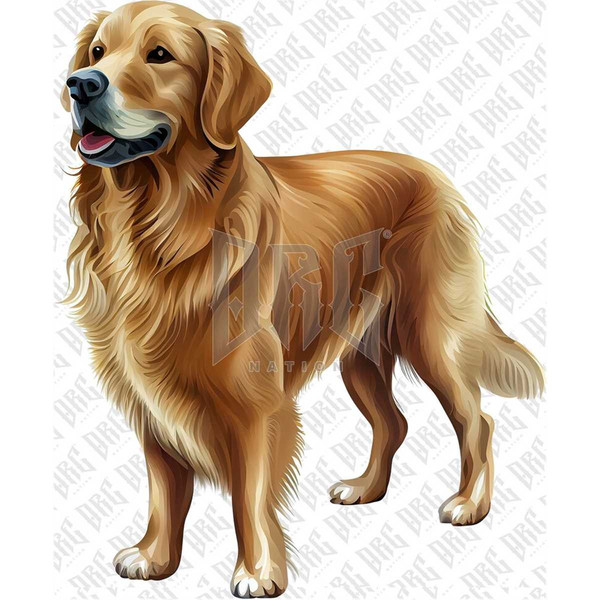 MR-2682023192337-golden-retriever-dog-png.jpg