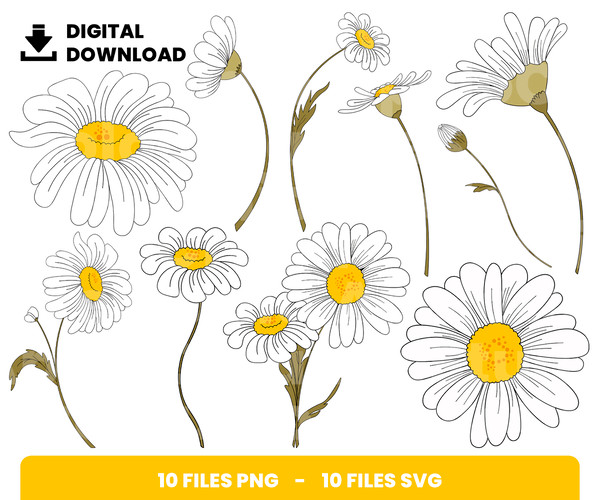 White Daisy - P01.jpg