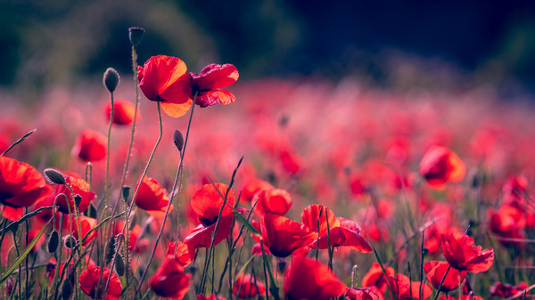 poppies-3374193_1920.jpg