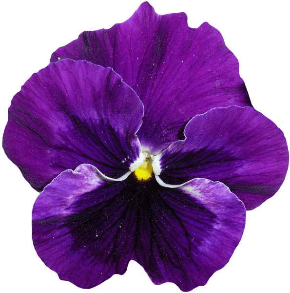 pansy-1385946_1920.png