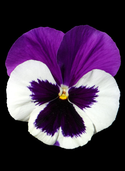 pansy-1485877_1920.jpg