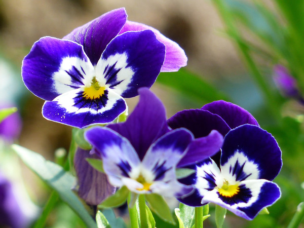 pansy-167917_1920.jpg