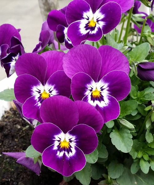 pansy-331329_1920.jpg