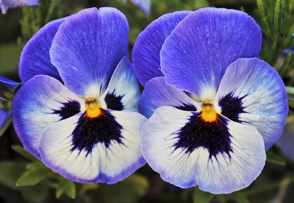 pansy-5078010_1920.jpg