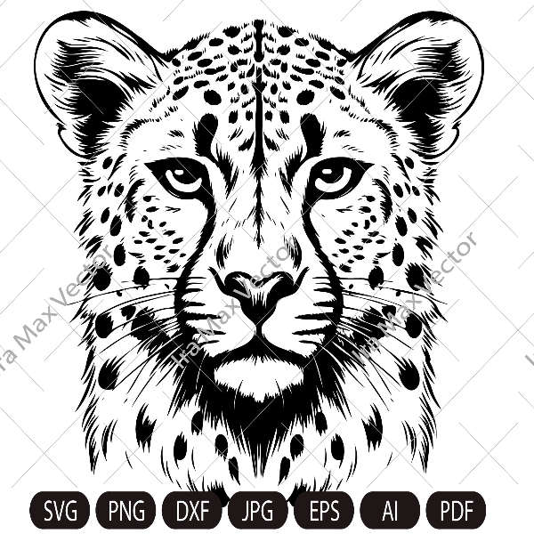 cheetah imv.jpg
