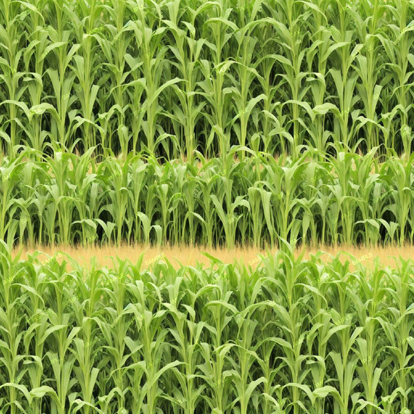 Corn Field 42.jpg